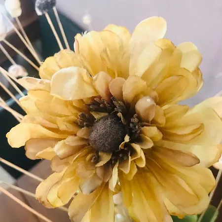 Charming Opuntia קרלופורטה